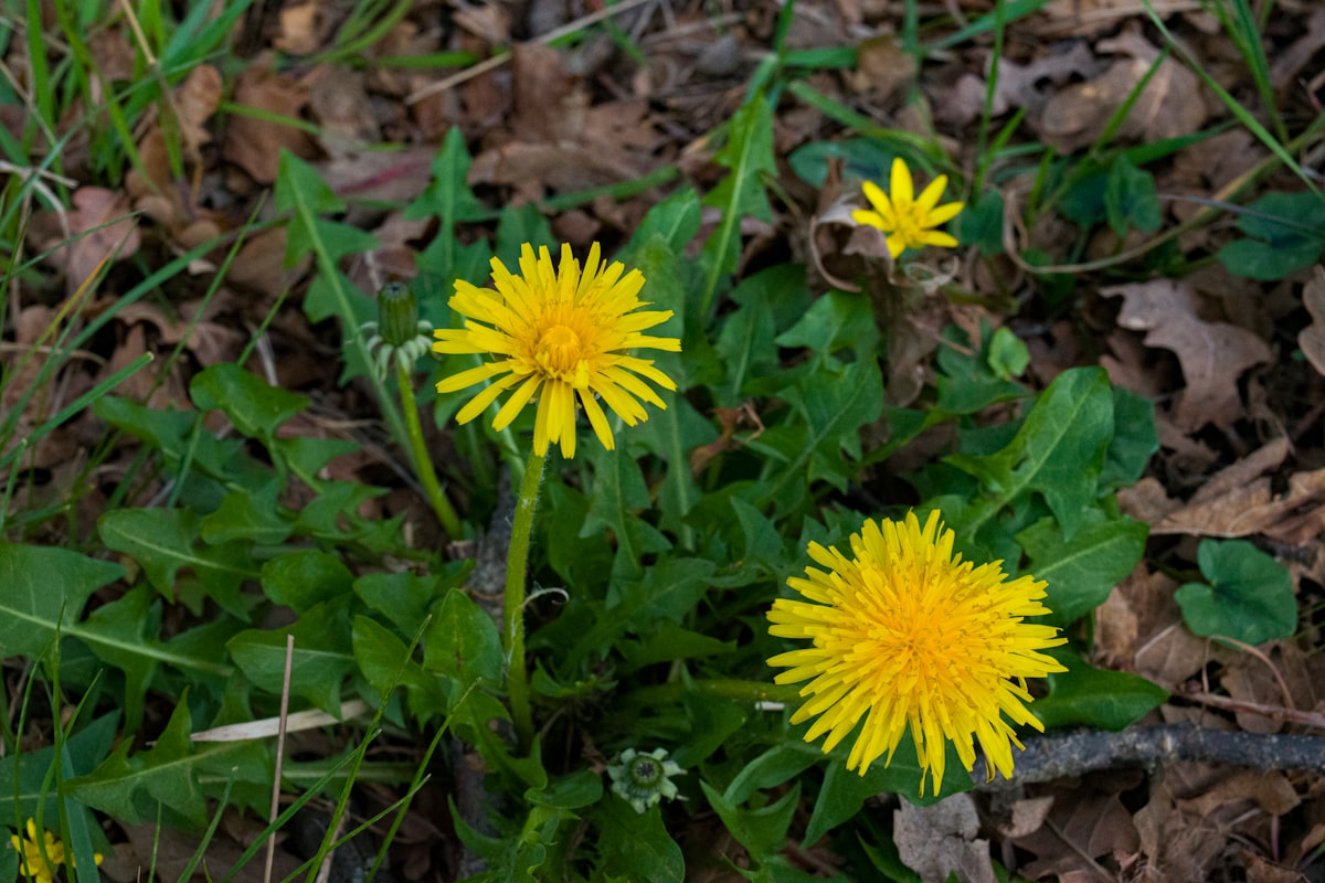 Oczyszczanie naturalne